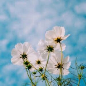 Meet your Posher, Jourdain